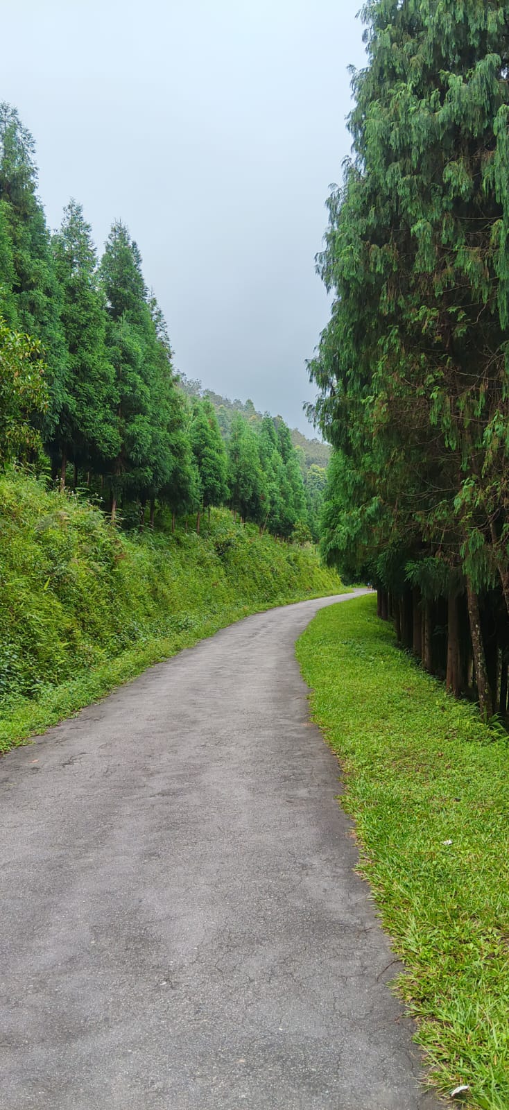 Forest trail near Cloud Nest